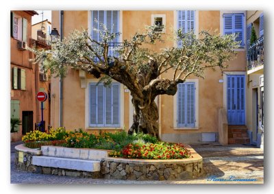 HL_NE_MG_5362 St Maxime, placette olivier