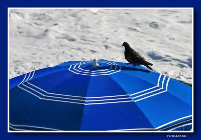 HL_P_MG_4873 pigeon parasol