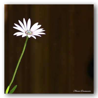 HL_F_MG_4998 une fleur