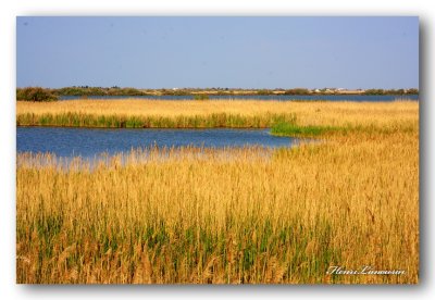 08 HL_cam_P_MG_5640 paysage  camargue.jpg