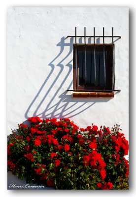 32 HL_cam__MG_5482 roses rouges mur blanc.jpg