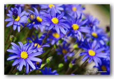 _MG_5391 fleurs bleues