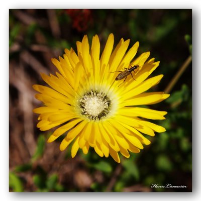 _MG_6156 fleur jaune insecte