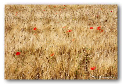 _MG_6489 bles et coquelicots seillans.jpg