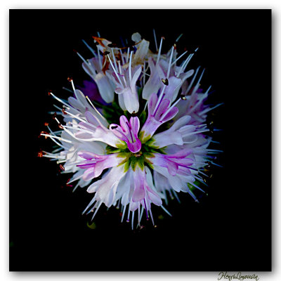 _MG_6923 fleur d'artifice 03.jpg