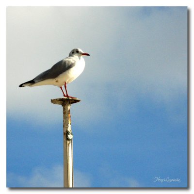 2011 08 Mouette IMG_3594.jpg