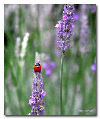 2011 08 _MG_2373 COCCINELLE.jpg