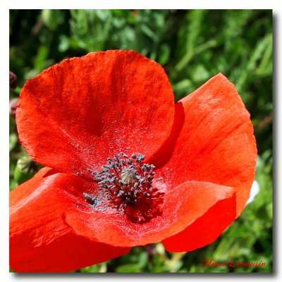 IMG_4380 coquelicot carre.jpg