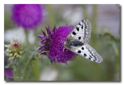 _MG_7231 papillon.jpg