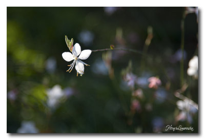 _MG_8019 pte fleur blanche.jpg