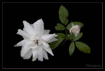 _MG_7632 rose blanche pluie filet.jpg
