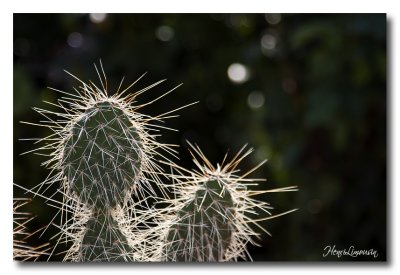 _MG_8235 cactus.jpg