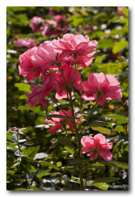 _MG_8344 roses bouquet.jpg
