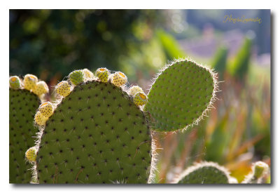 _MG_8352 cactus.jpg