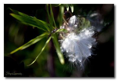 _MG_8709 plumes blanches.jpg