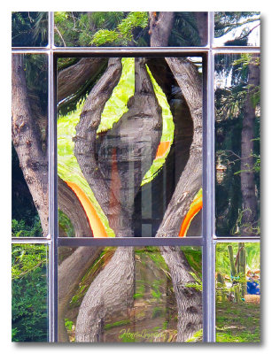 IMG_2424 nature arbre reflet.jpg