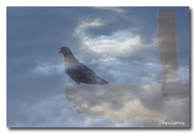 _MG_0738 pigeon nuages.jpg