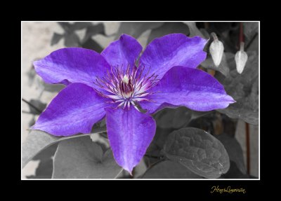 _MG_1726 nature fleur.jpg