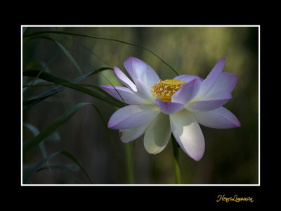 _MG_2816 nature fleur lotus.jpg
