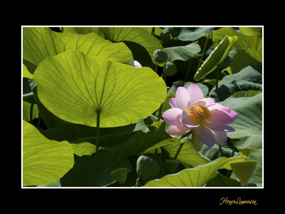 _MG_2909 nature fleur.jpg
