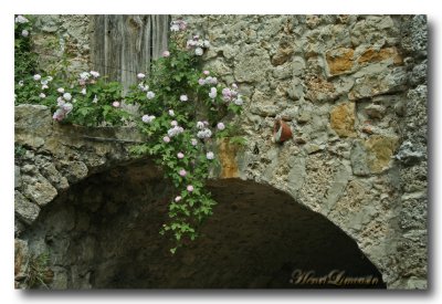 Murs- Arche & Roses