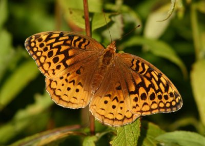 Speyeria cybele; Great Spangled Fritillary