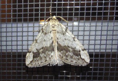 6662 - Paleacrita vernata; Spring Cankerworm Moth; male
