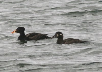 Surf Scoter pair