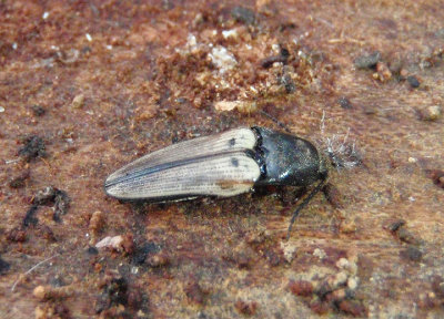 Ampedus nigricollis; Click Beetle species