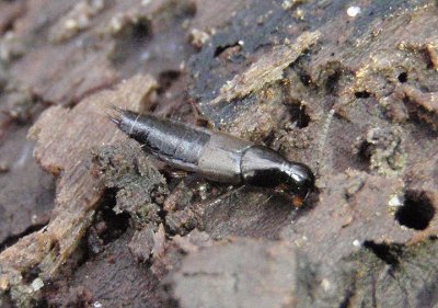 Philonthus Rove Beetle species