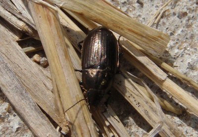 Amarocelia Seed-eating Ground Beetle species