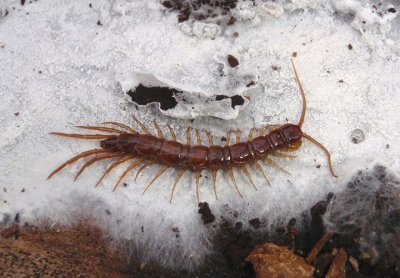 Lithobiomorpha Stone Centipede species
