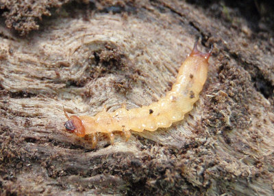 Dendroides canadensis; Fire-colored Beetle species larva