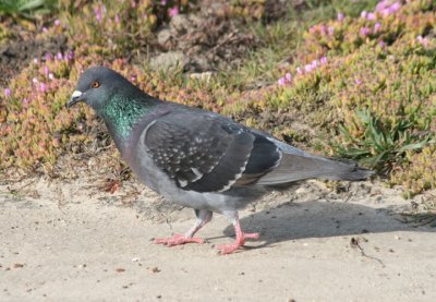 Rock Pigeon; exotic