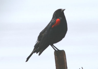 Bicolored Red-winged Blackbird; male