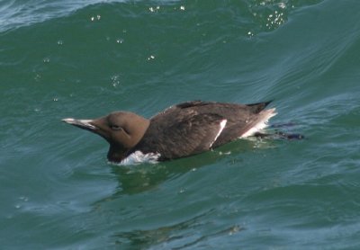 Common Murre; breeding