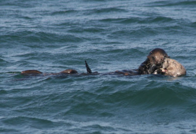 Sea Otter pair