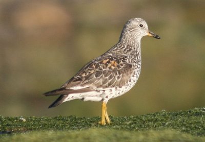 Surfbird; breeding