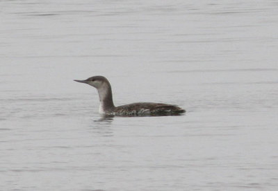 Red-throated Loon; juvenile
