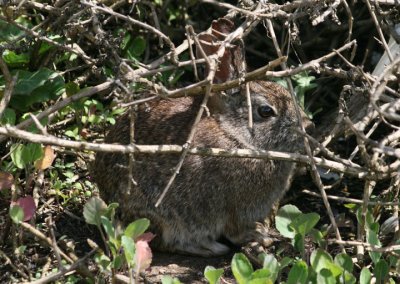 Brush Rabbit