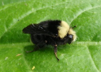Bombus vosnesenskii; Yellow-faced Bumble Bee