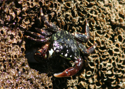 Striped Shore Crab