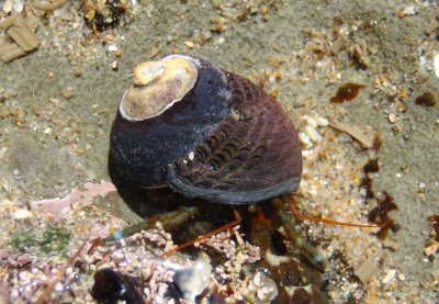 Blue-handed Hermit Crab in Black Turban shell