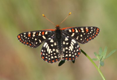 Euphydryas chalcedona; Chalcedon Checkerspot