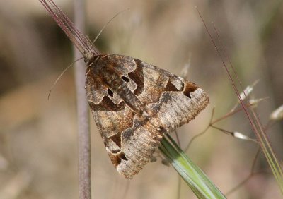 8732 - Euclidia ardita; Noctuid Moth species