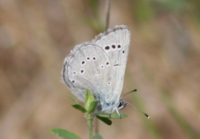 Glaucopsyche lygdamus; Silvery Blue; male