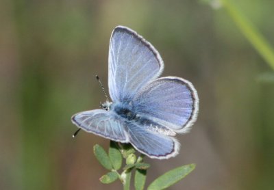 Glaucopsyche lygdamus; Silvery Blue; male