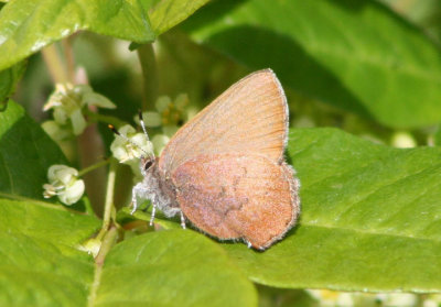 Callophrys augustinus; Brown Elfin