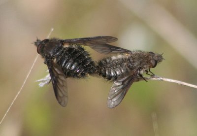 Conophorus obesulus; Bee Fly species pair