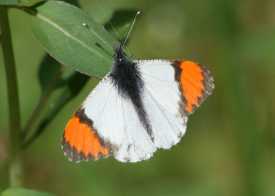 Anthocharis sara; Sara Orangetip; male